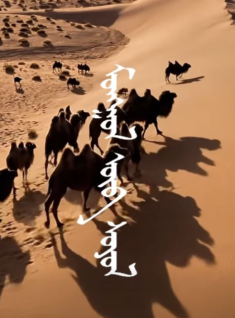 Монгол өв соёл, танин мэдэхүй: Дэлхийд ховор хос бөхт Монгол тэмээний онцлог