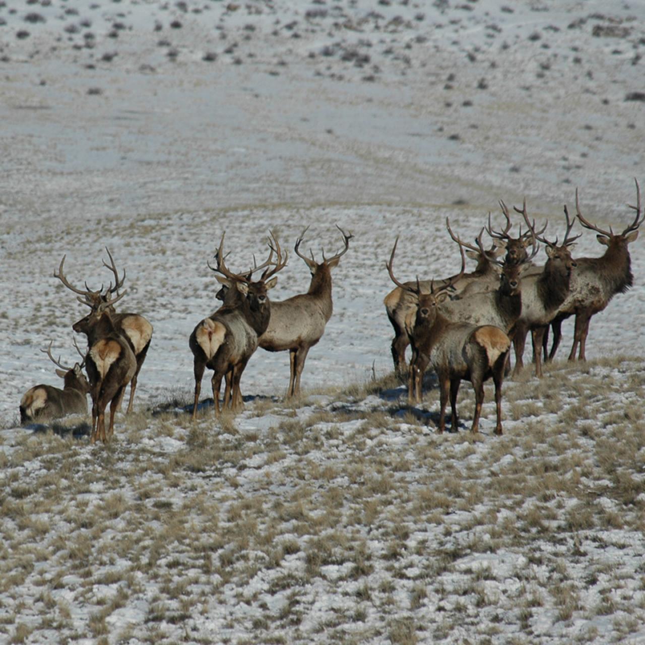 Бугын сүргийг буцааж туужээ